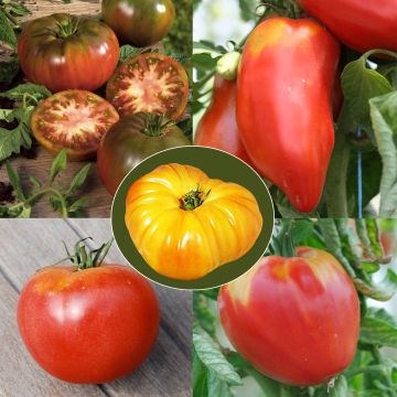 Sammlung von 5 alten Bio-Tomaten - Ferme de Sainte-Marthe