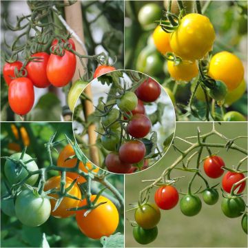 Sammlung von 5 farbenfrohen Kirschtomatenpflanzen