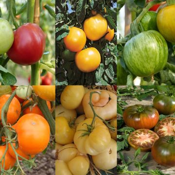 Sammlung von 6 bunten Tomaten