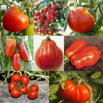 Sammlung von 8 Tomaten mit verschiedenen Formen