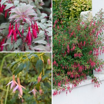 Sammlung von winterharten Fuchsiensträuchern