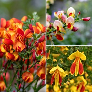 Besenheide-Sammlung - Cytisus scoparius