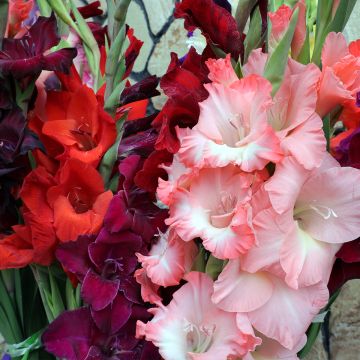 Gladiole-Sammlung für Blumensträuße in warmen Farbtönen