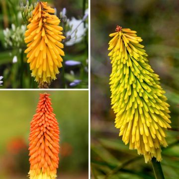 Kniphofias-Sammlung