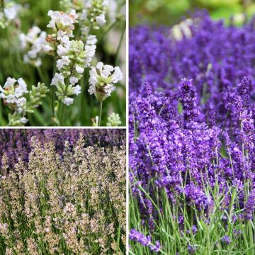 Kollektion echter Lavendel zu günstigen Preisen