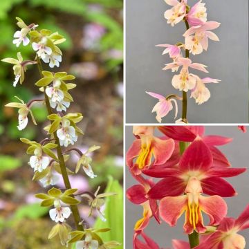 Staude Orchideensammlung - Calanthes