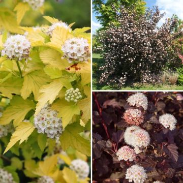 Physocarpus-Sammlung - Bunte Blätter