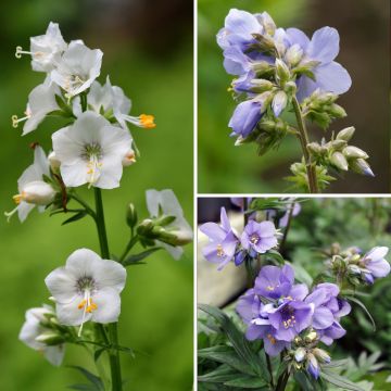 Polemonium-Sammlung