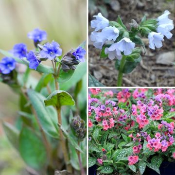 Pulmonaria-Sammlung