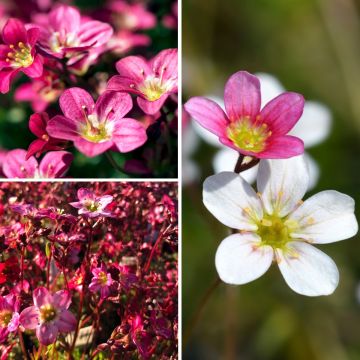 Saxifrages Sammlung Moos