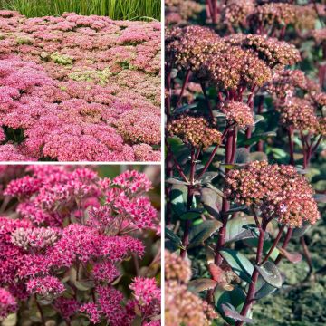 Fetthenne-Kollektion - Herbst-Orpine