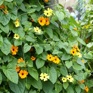 Thunbergia Alata Collection - Schwarzäugige Susannen