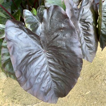 Colocasia esculenta Diamond Head - Taro