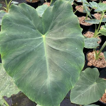 Colocasia Jack's Giant - Taro