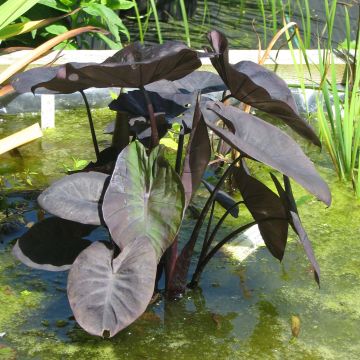 Colocasia Kona Coffee - Taro