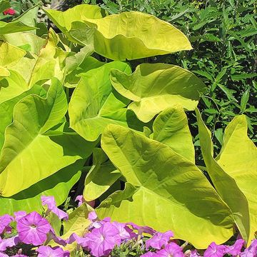 Colocasia Maui Gold - Taro