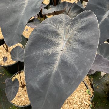 Colocasia Painted Black Gecko - Taro