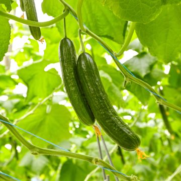 Concombre Bella - Cucumis sativus