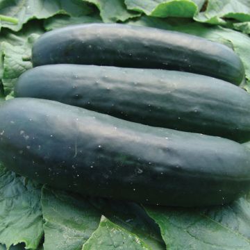 Concombre Jogger F1 - Cucumis sativus