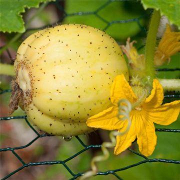 Salat-Gurke Lemon - Ferme de Sainte Marthe