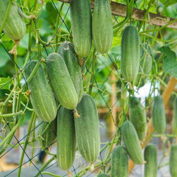 Concombre Mini Munch - Cucumis sativus