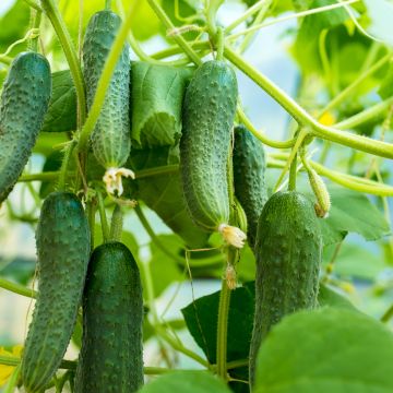 Concombre Patio Snacker F1 - Cucumis sativus