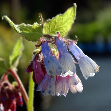 Symphytum grandiflorum Sky Blue Pink - Kleiner Kaukasus Beinwell