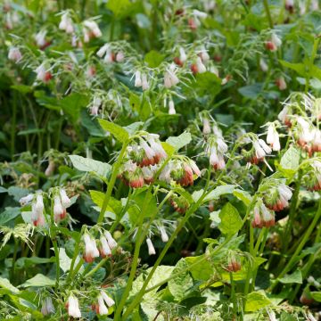 Consoude à grandes fleurs - Symphytum grandiflorum