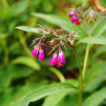 Symphytum rubrum - Roter Beinwell