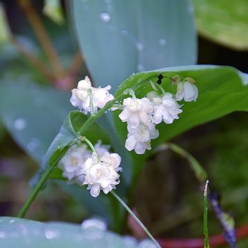 Convallaria majalis Flore Pleno - Maiglöckchen