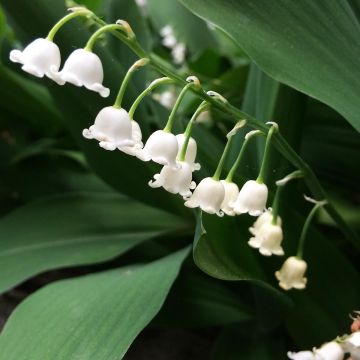 Convallaria majalis Bordeaux - Maiglöckchen