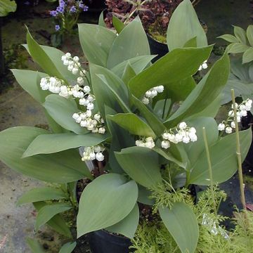 Convallaria majalis Géant de Fortin - Maiglöckchen