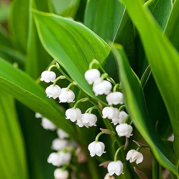 Convallaria majalis Hardwick Hall - Maiglöckchen