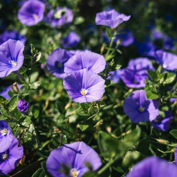 Convolvulus sabatius New Blue Moon - Kriechende Winde