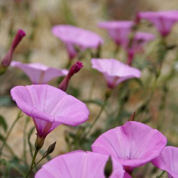 Convolvulus althaeoides - Eibischblättrige Winde