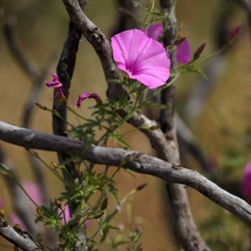 Convolvulus althaeoides - Eibischblättrige Winde