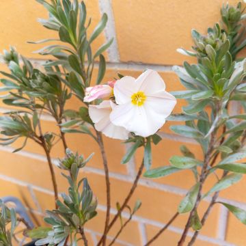 Convolvulus cneorum - Brennende Winde