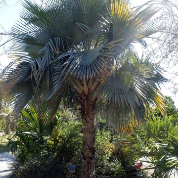 Copernicia hospita - Blaue Yarey-Palme