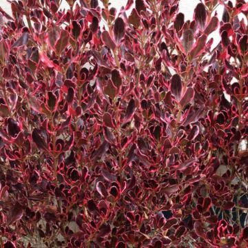 Coprosma Pacific Dawn