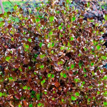 Coprosma Pacific Night