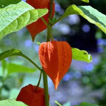 Andenbeere - Vilmorin - Physalis edulis