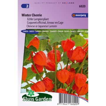 Physalis franchetti Winter Cherry (Samen) - Lampionblume