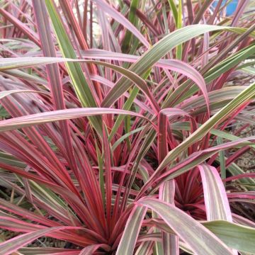 Cordyline banksii Can Can - Keulenlilie