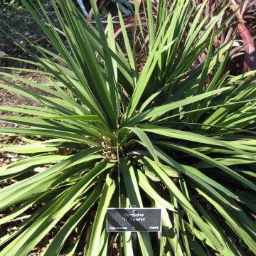 Cordyline australis Ti Tawhiti - Keulenlilie