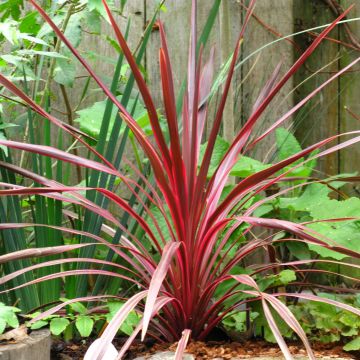 Cordyline australis Cherry Sensation - Keulenlilie