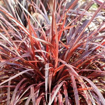 Cordyline australis Design a Line Burgundy - Keulenlilie