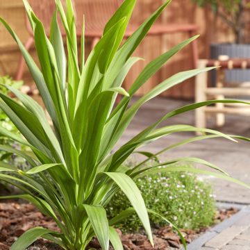 Cordyline australis Emerald Star Artic Jungle