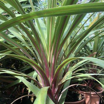 Cordyline australis Peko - Keulenlilie