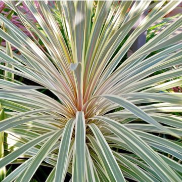 Cordyline australis Pink Champagne - Keulenlilie