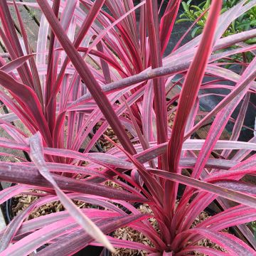 Cordyline australis Pink passion - Keulenlilie